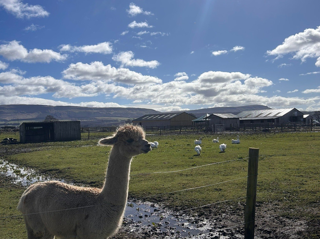 The Alpaca Trekking Centre-斯特灵必去景点