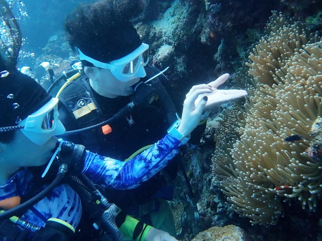 Green Dive-塔拉瓦环礁必去景点