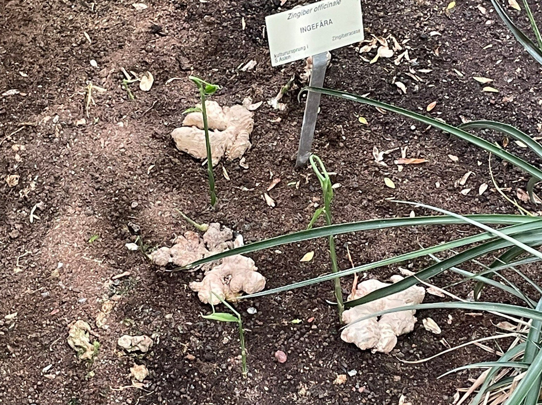 Bergius Botanic Garden-斯德哥尔摩必去景点