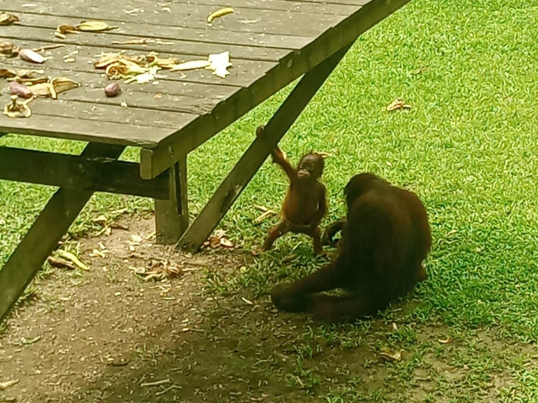 Sepilok Orangutan Rehabilitation Centre-山打根必去景点