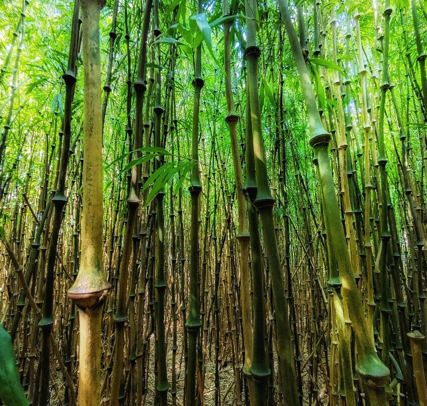 Jungle Garden Karlostachys景点图片