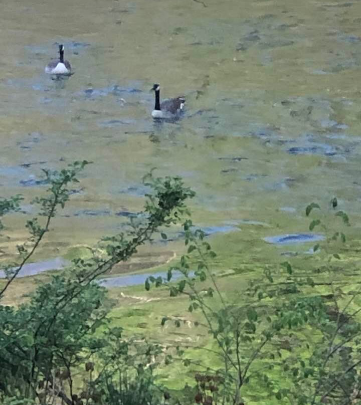 Best Western Plus The Inn & Suites At The Falls主图