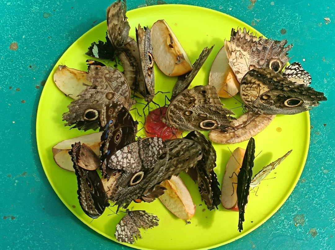 Jardin des Papillons景点图片