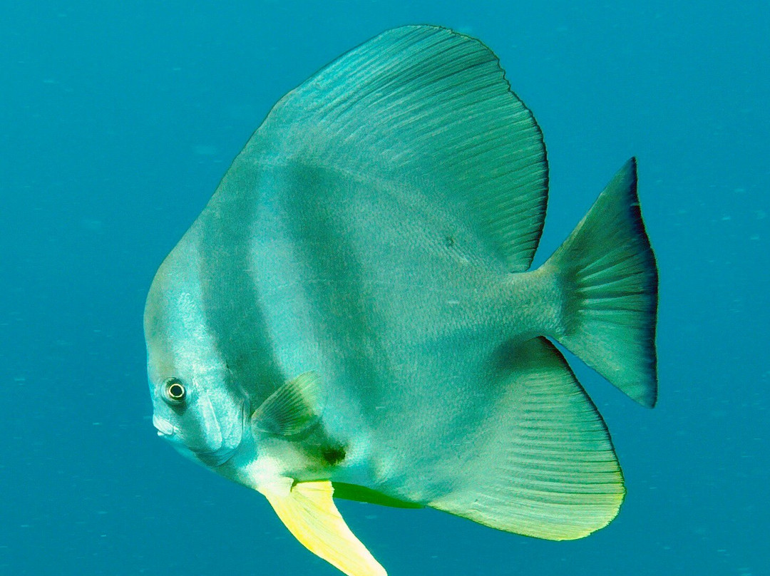 Euro-Divers Kurumba景点图片