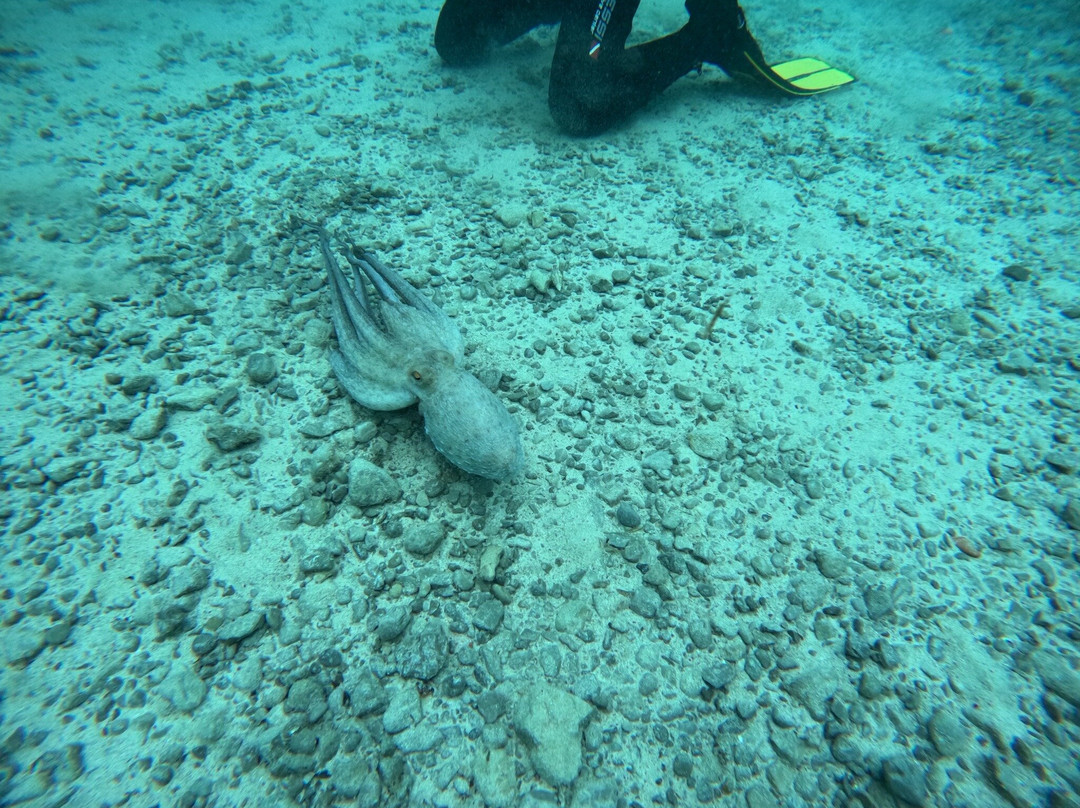 Albatros Diving-爱博纳必去景点