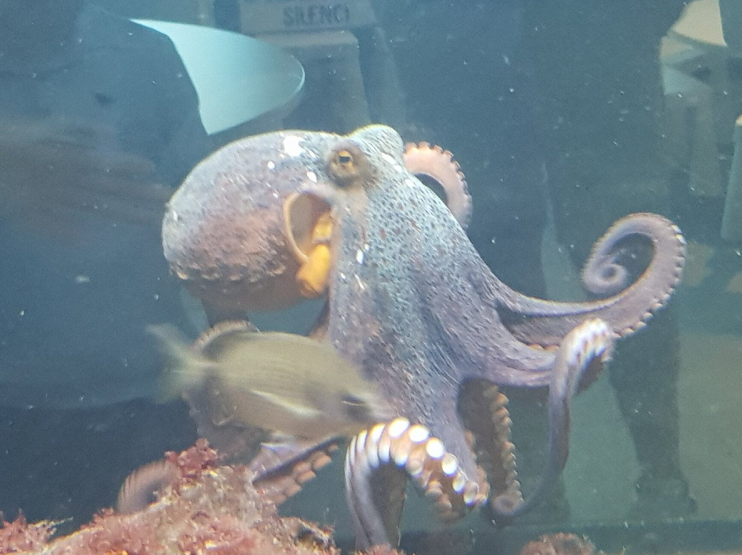 Acuario Municipal-圣波拉必去景点