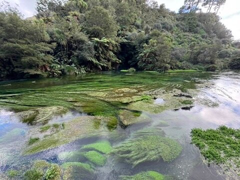 Te Waihou Walkway-普塔鲁鲁必去景点
