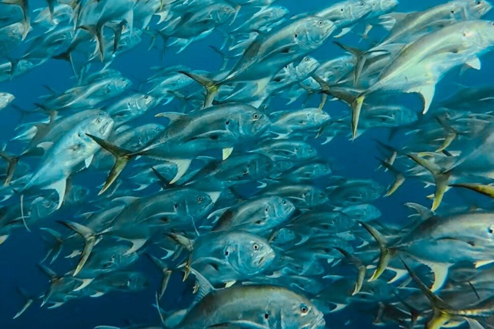 Nautilus Isla Fuerte