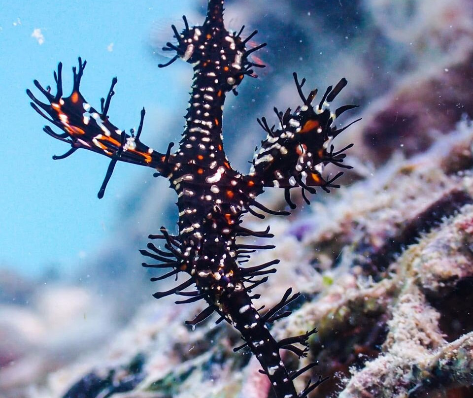 潜水迷浮潜店-仙本那必去景点