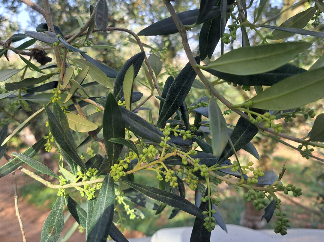 Amodeo's Farm - Olive Oil Producers in Sicily景点图片