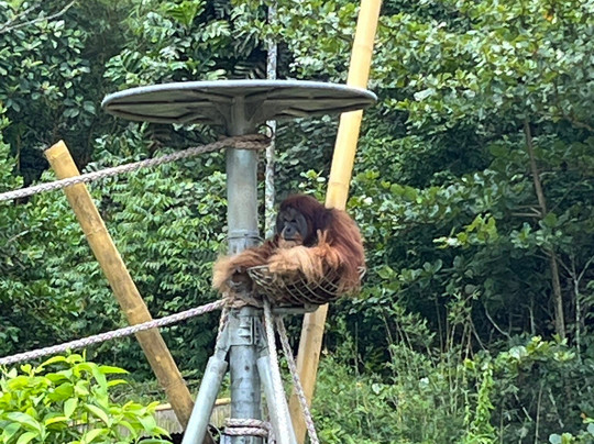 Orangutan Haven-棉兰必去景点