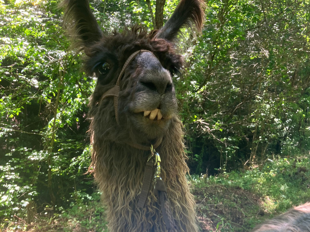 Llamas Of Hot Springs-Hot Springs必去景点