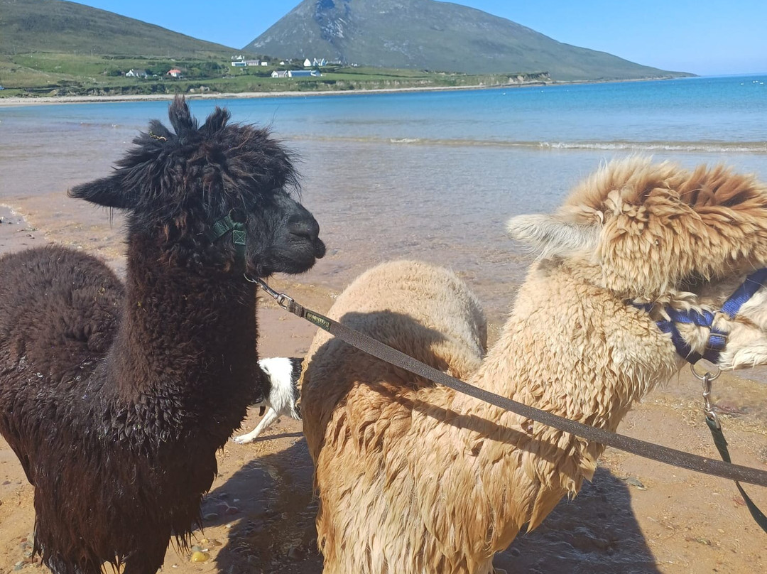 Achill Island Alpacas景点图片