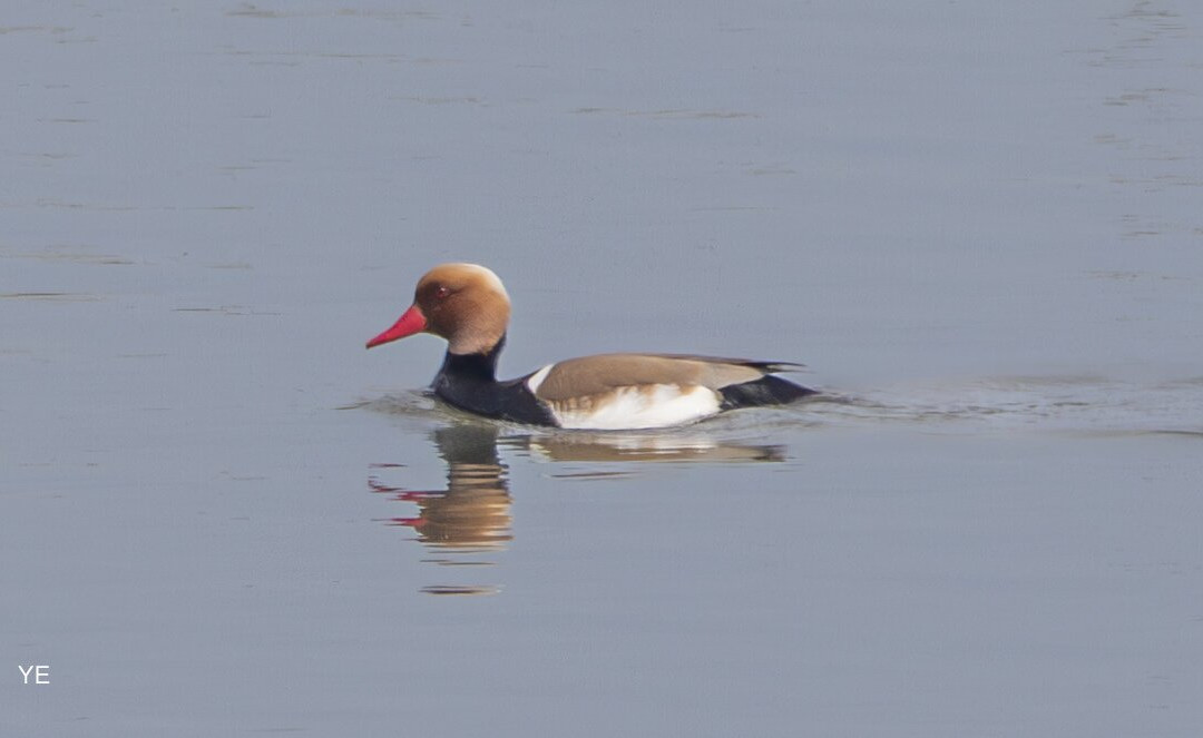 Hungarianbirdwatching.com Day Tours-布达佩斯必去景点