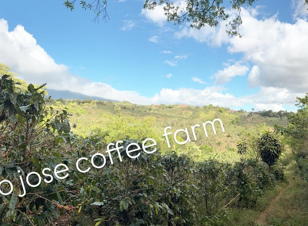 TIO JOSE COFFEE TOUR景点图片