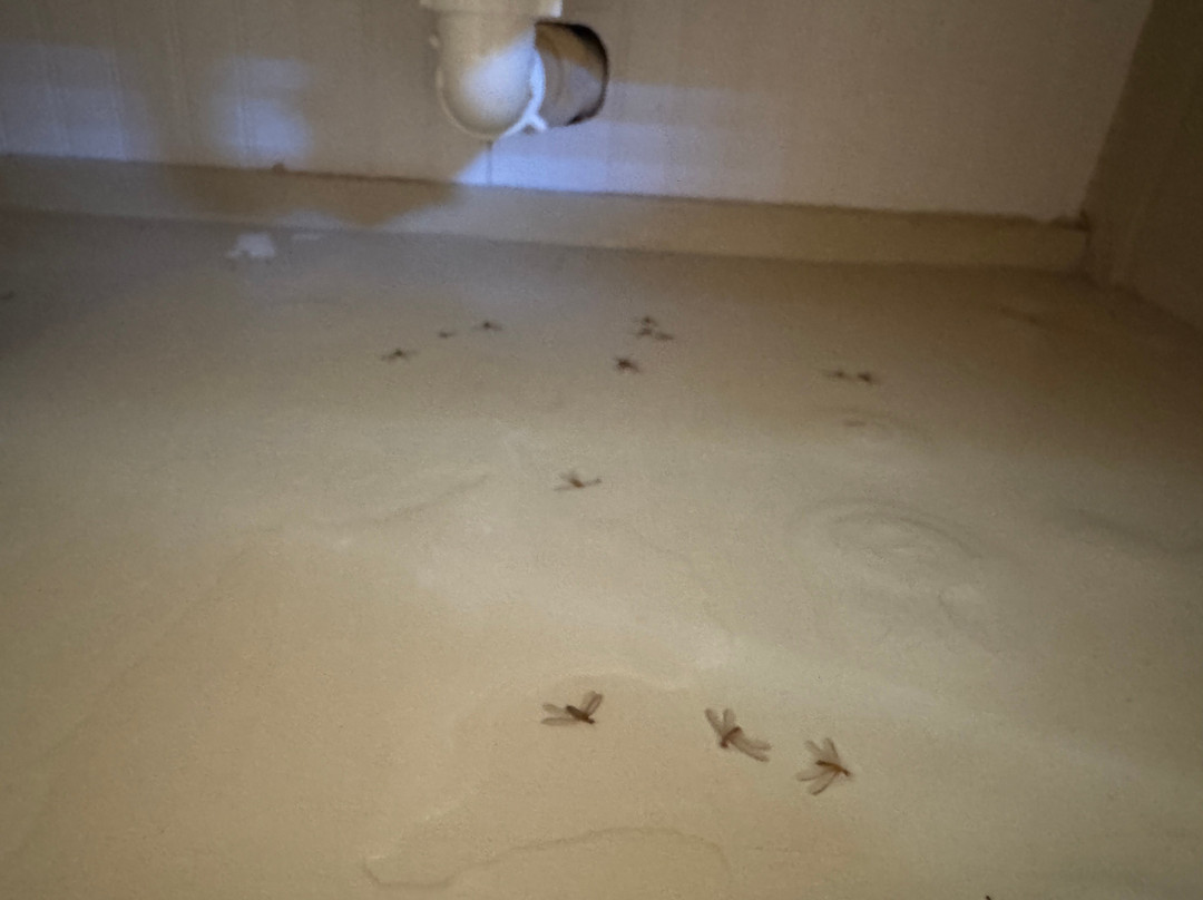 The Mermaid & The Alligator主图