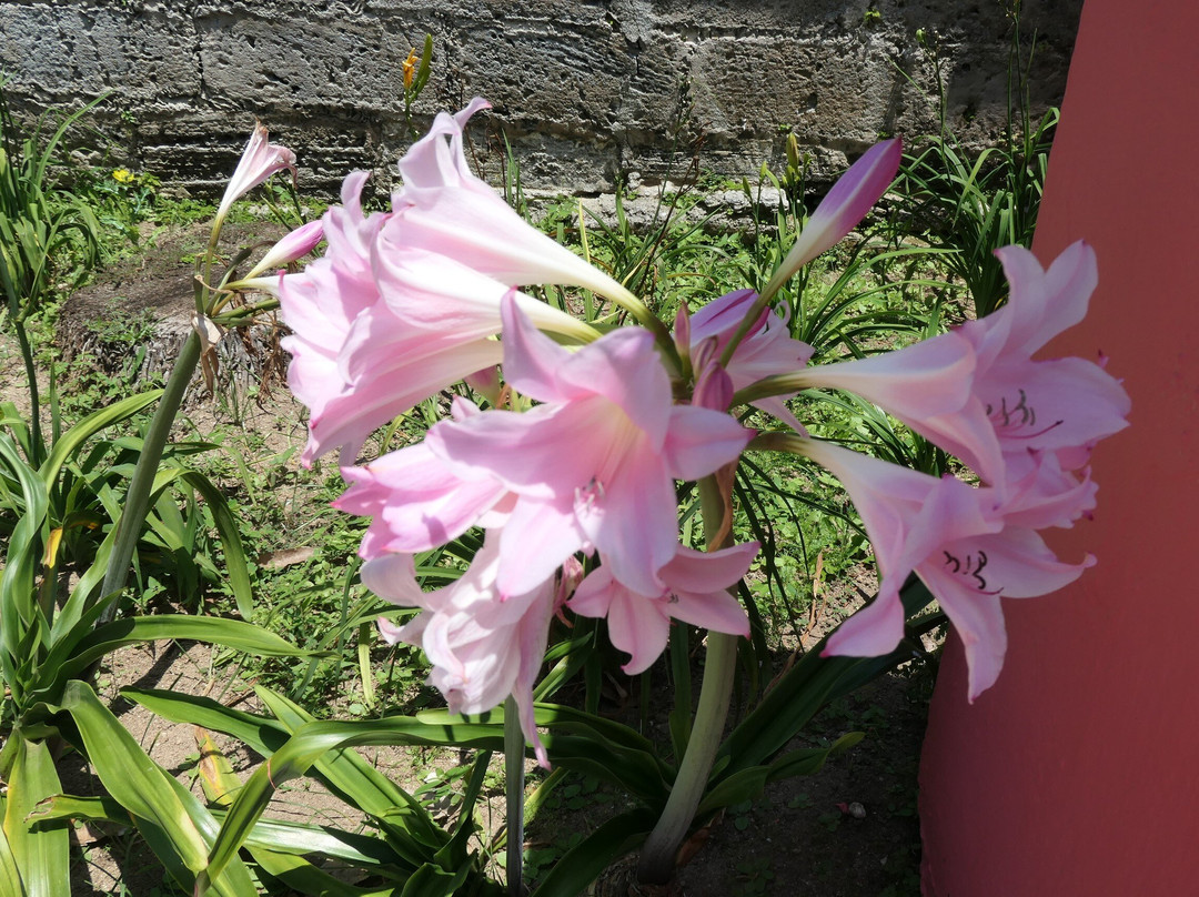 Somers Garden-圣乔治必去景点