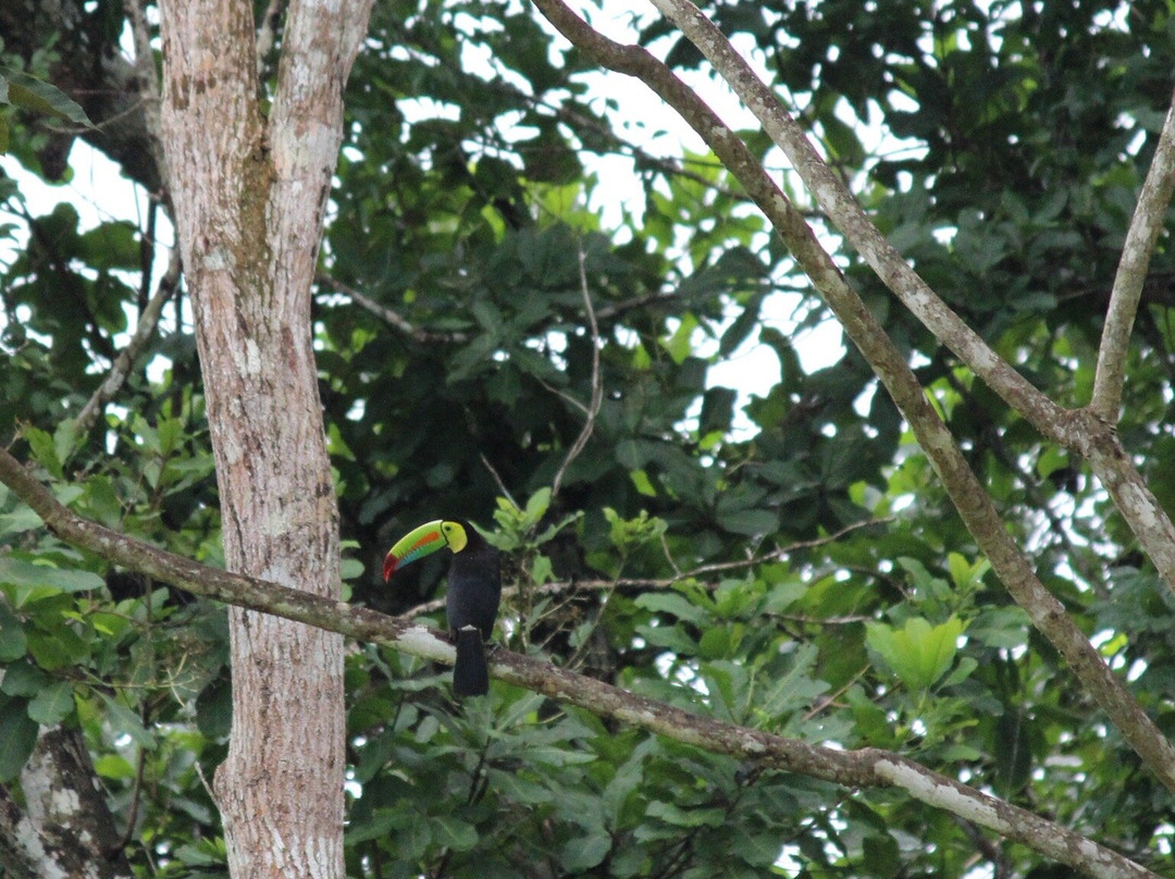 Birding Pipeline Panama-甘博阿必去景点