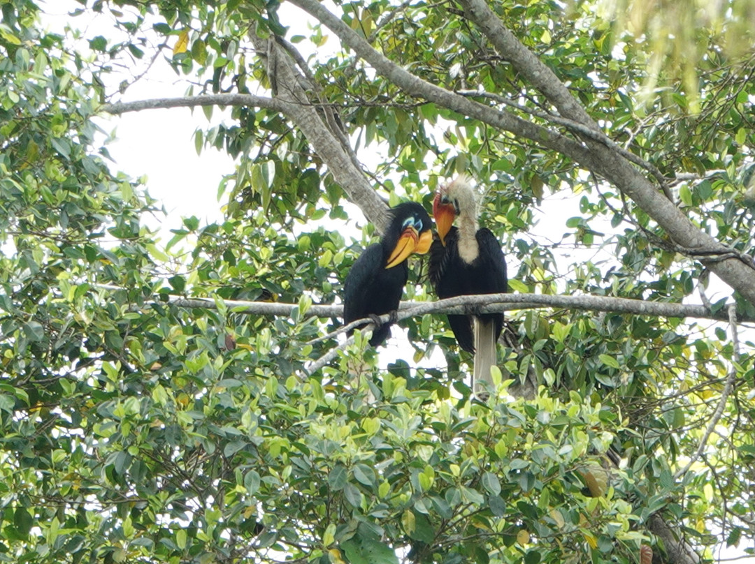 Tentena wildlife tour and Lorelindu national park景点图片