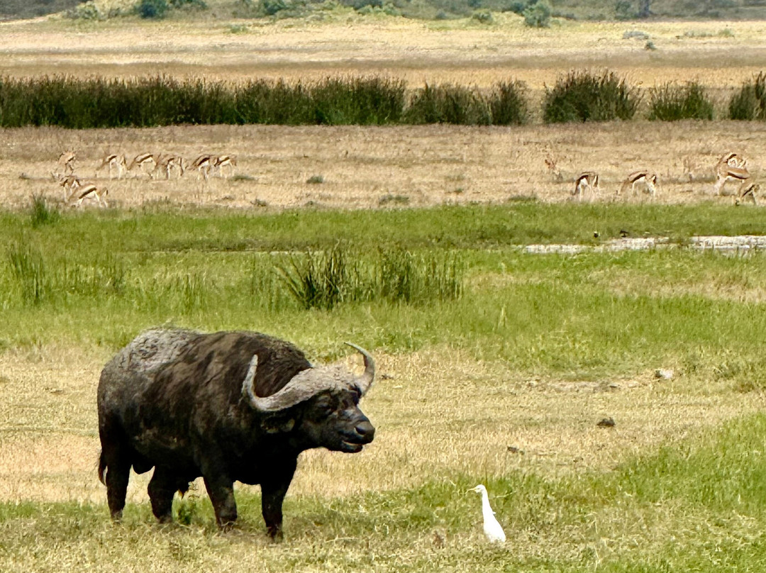 Wapo Africa Safaris Ltd-阿鲁沙必去景点