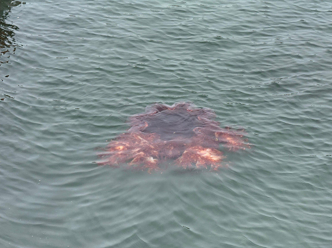 Bar Harbor Town Pier-巴港必去景点
