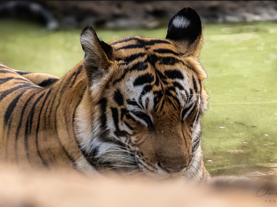 Bundela Bandhavgarh by Octave主图