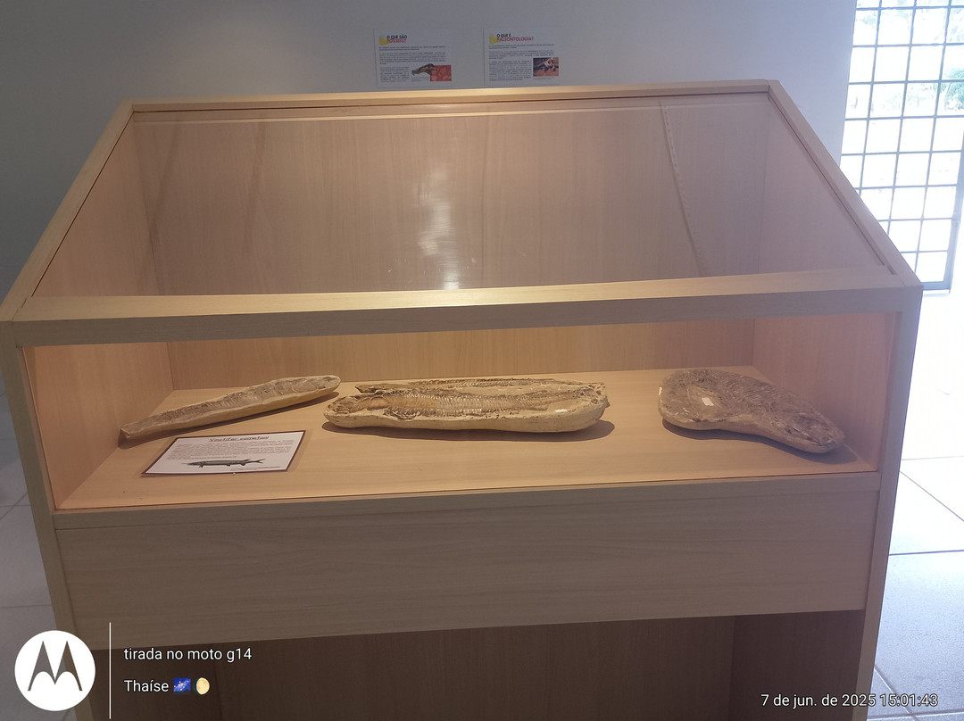 Museu de Paleontologia de Fernandópolis-Fernandopolis必去景点