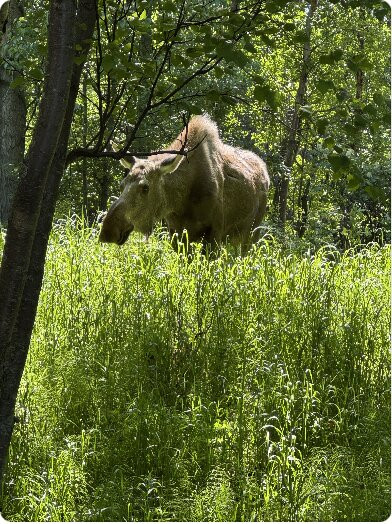 地震公园-安克雷奇必去景点