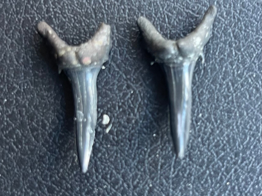 Fossil Junkies, Llc-Alva必去景点