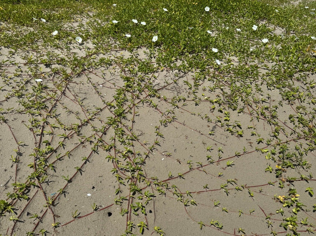 East Beach-盖维斯顿必去景点