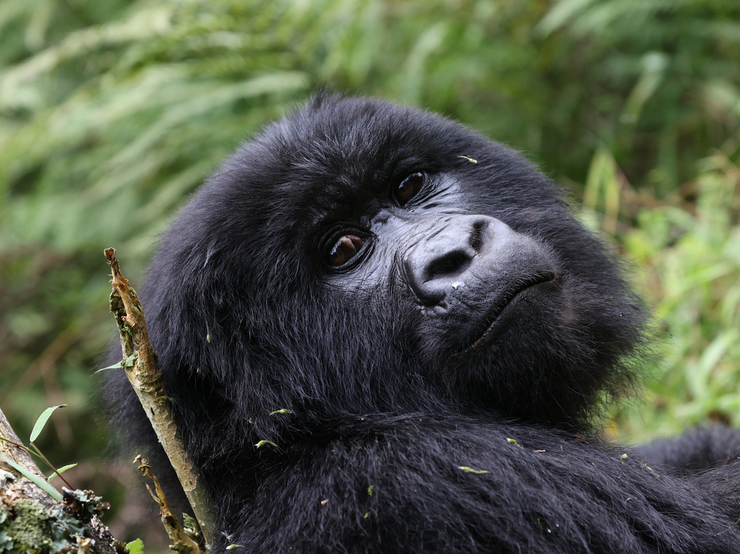 Rwanda Gorilla Trek - Day Tours-Huye必去景点