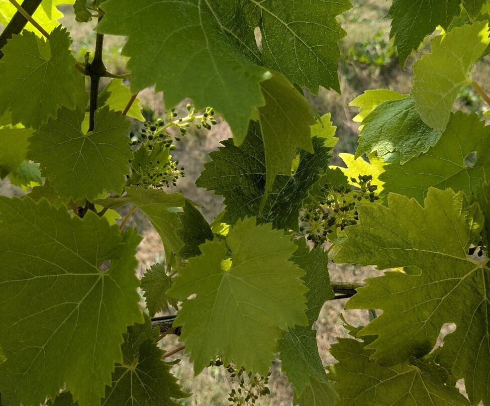 Woodchester Valley Vineyard-斯特劳德必去景点