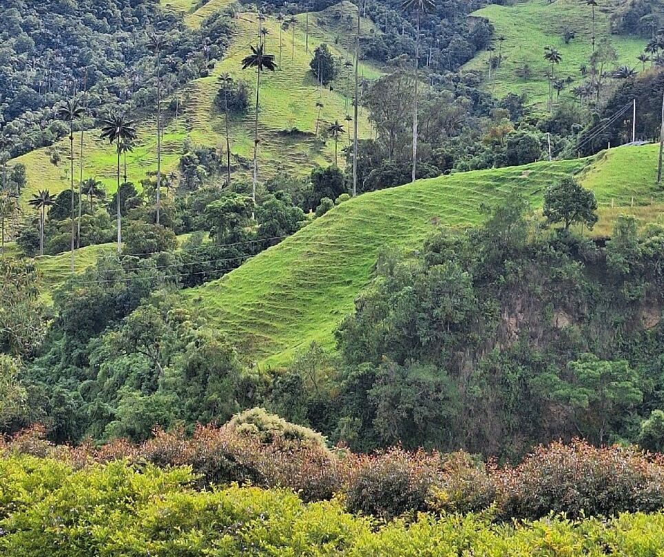 Valle De Cocora-萨伦托必去景点