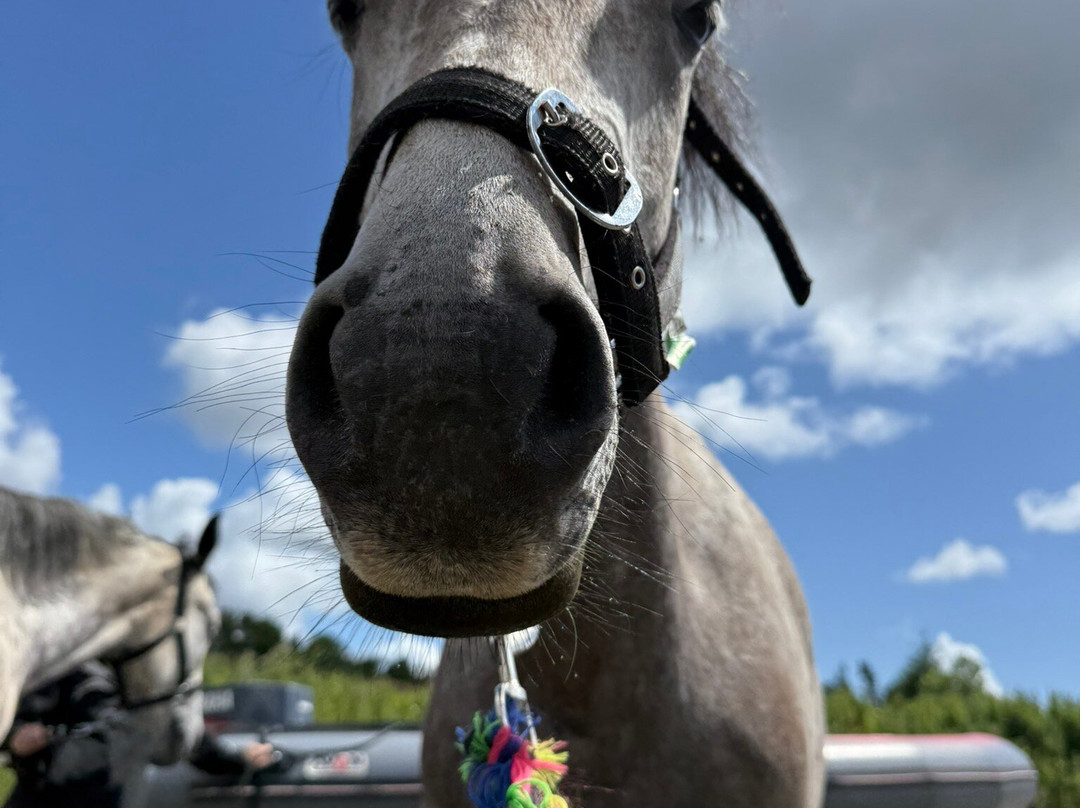 Connemara Equestrian Escapes-Moycullen必去景点