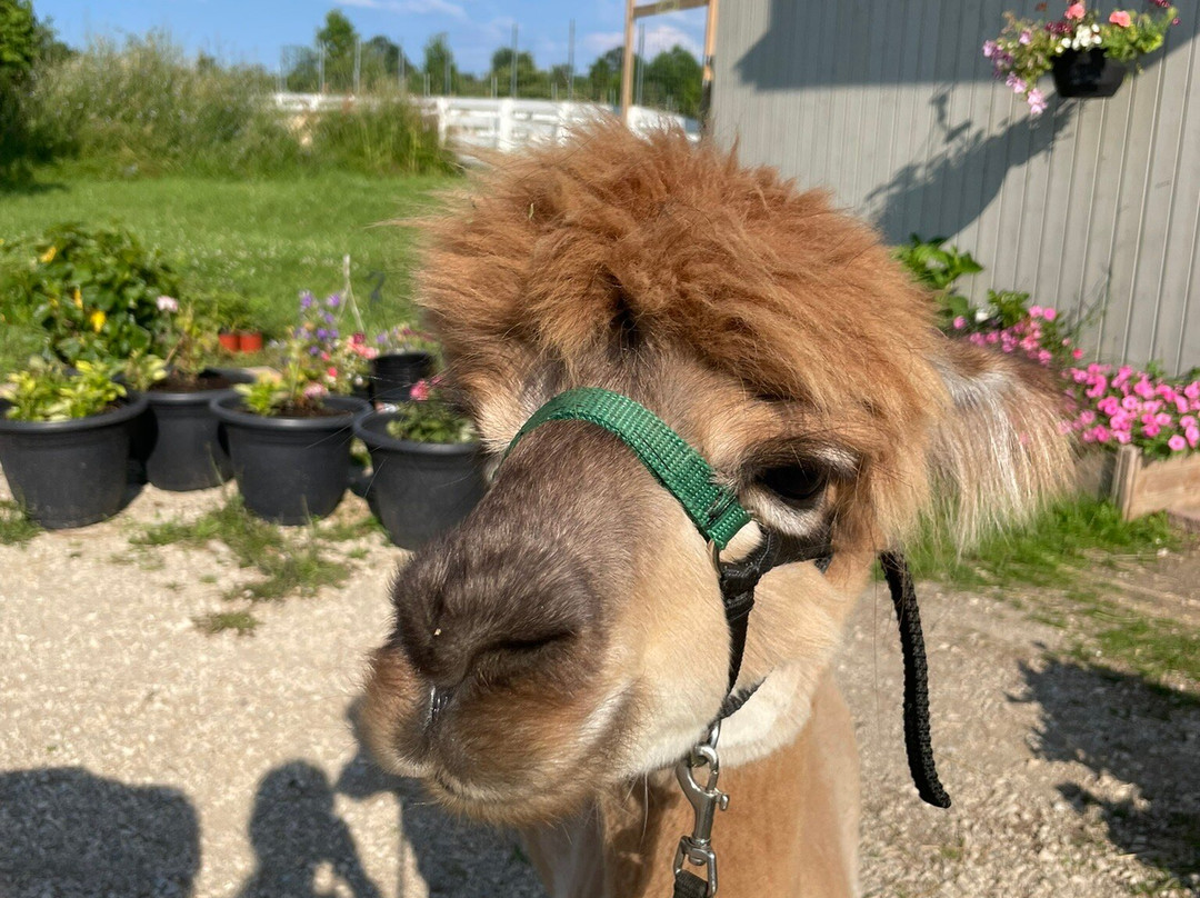 Alpine Ridge Alpacas-Clarksburg必去景点