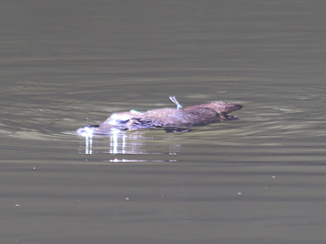 The Australian Platypus Park at Tarzali Lakes-马兰达必去景点