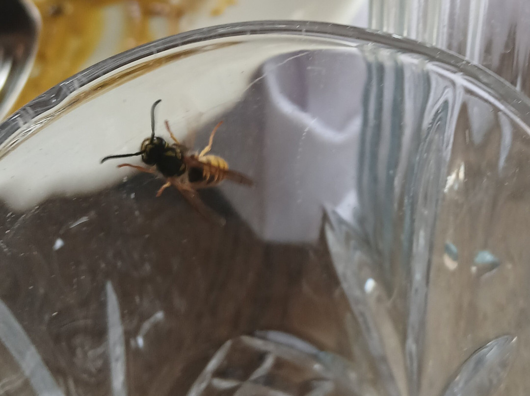 The Greyhound Inn at Stockbridge主图