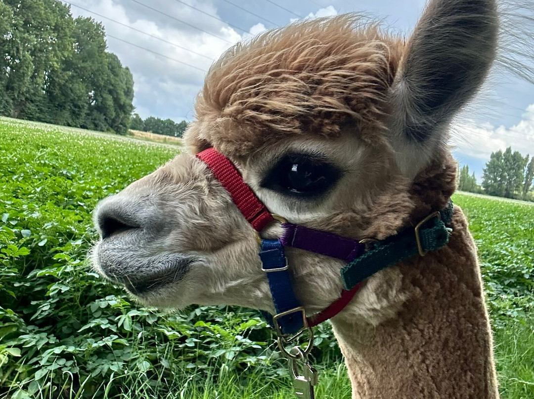 Alpaca Zeeland-Nieuwdorp必去景点