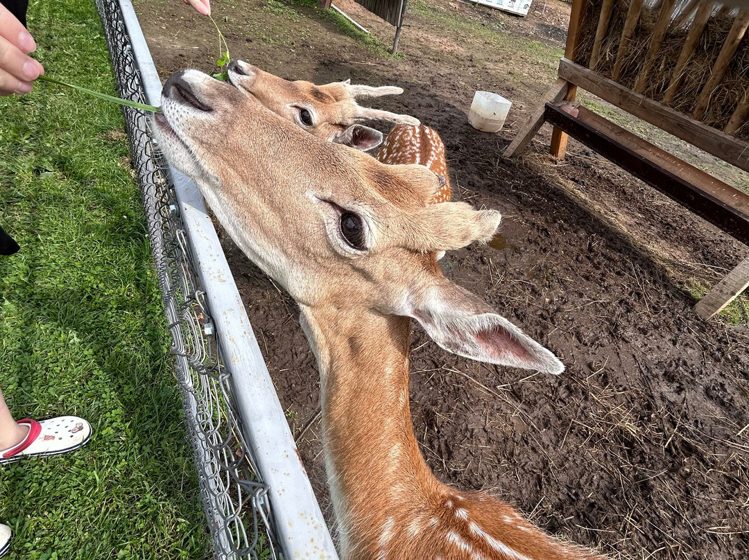Family Park Volshebnaya Strana-Petrovo必去景点