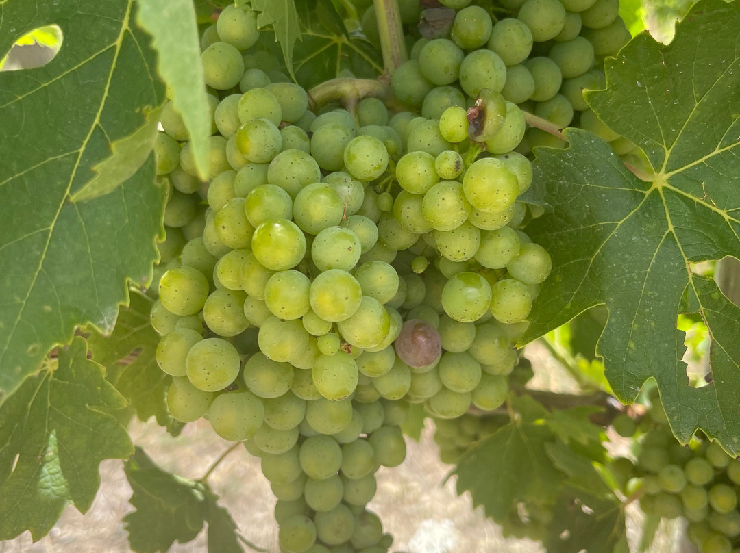 Istine-拉达因基安蒂必去景点