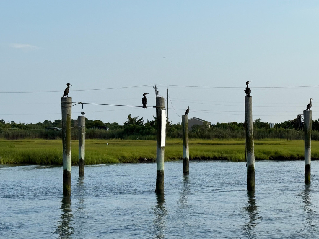 Salt Marsh Safari The Skimmer-Stone Harbor必去景点