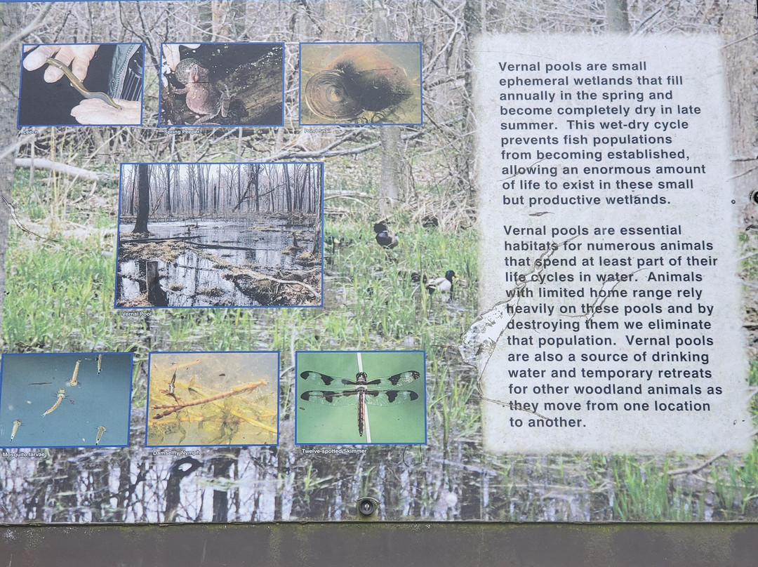 Sunday Memories主图