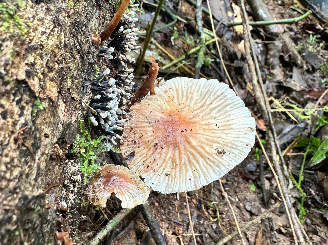 Parque Nacional Yasuni-Coca必去景点