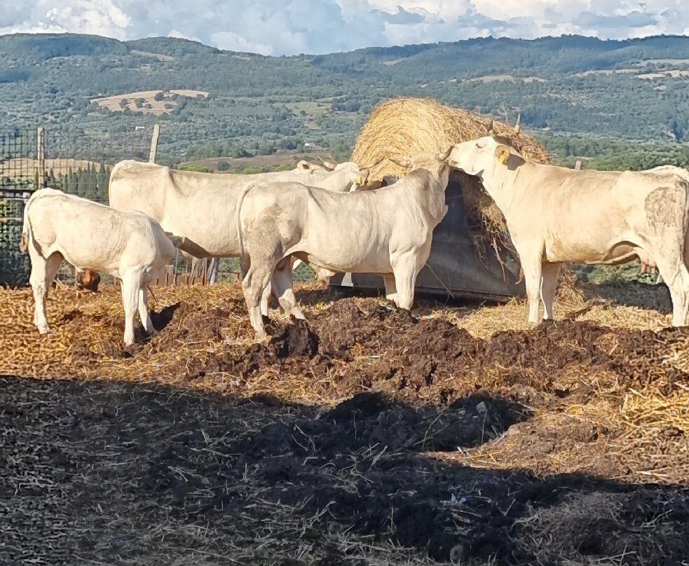 Agriturismo Poggio Mario主图