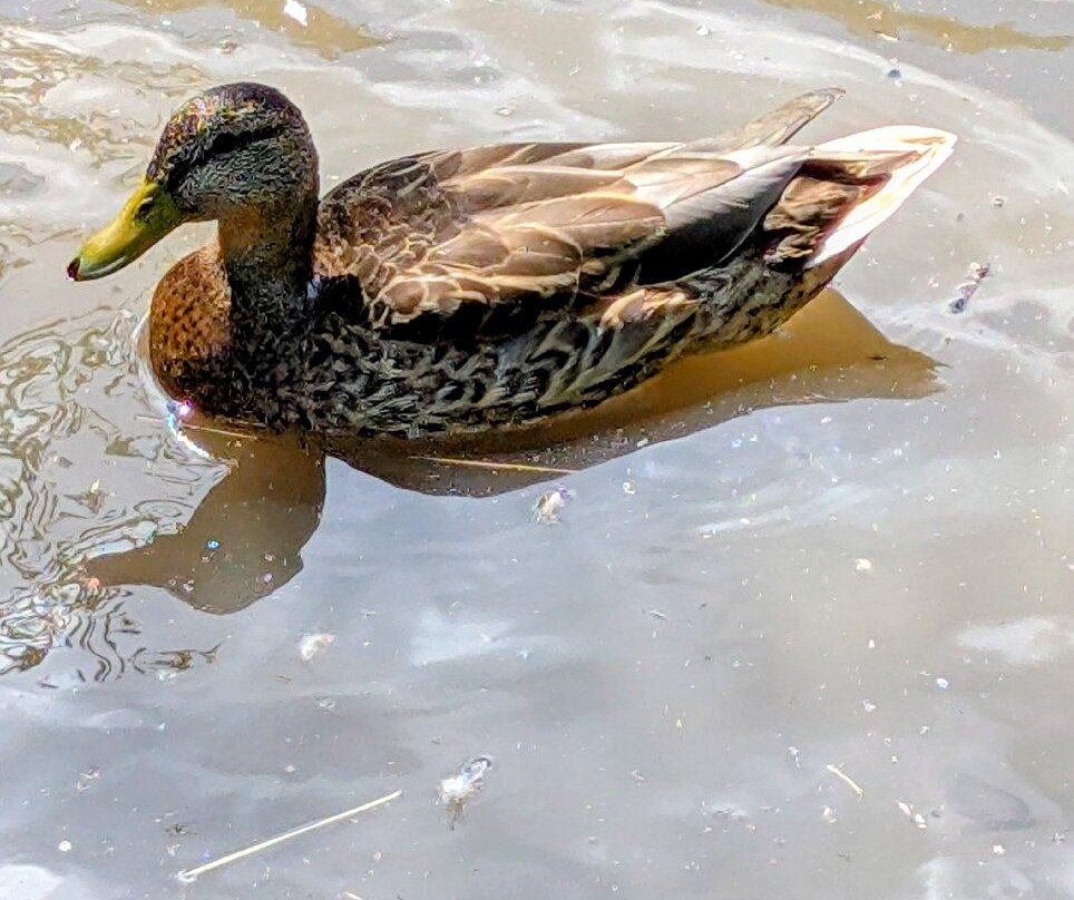 Jubilee Lake-皇家伍顿巴西特必去景点