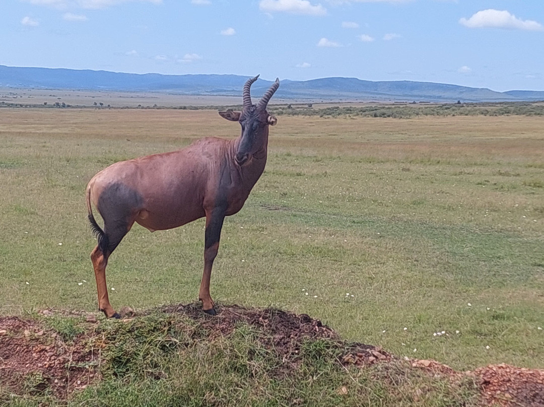 Lorna Safaris-内罗毕必去景点