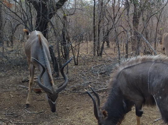 Kruger Maroela Lodge主图