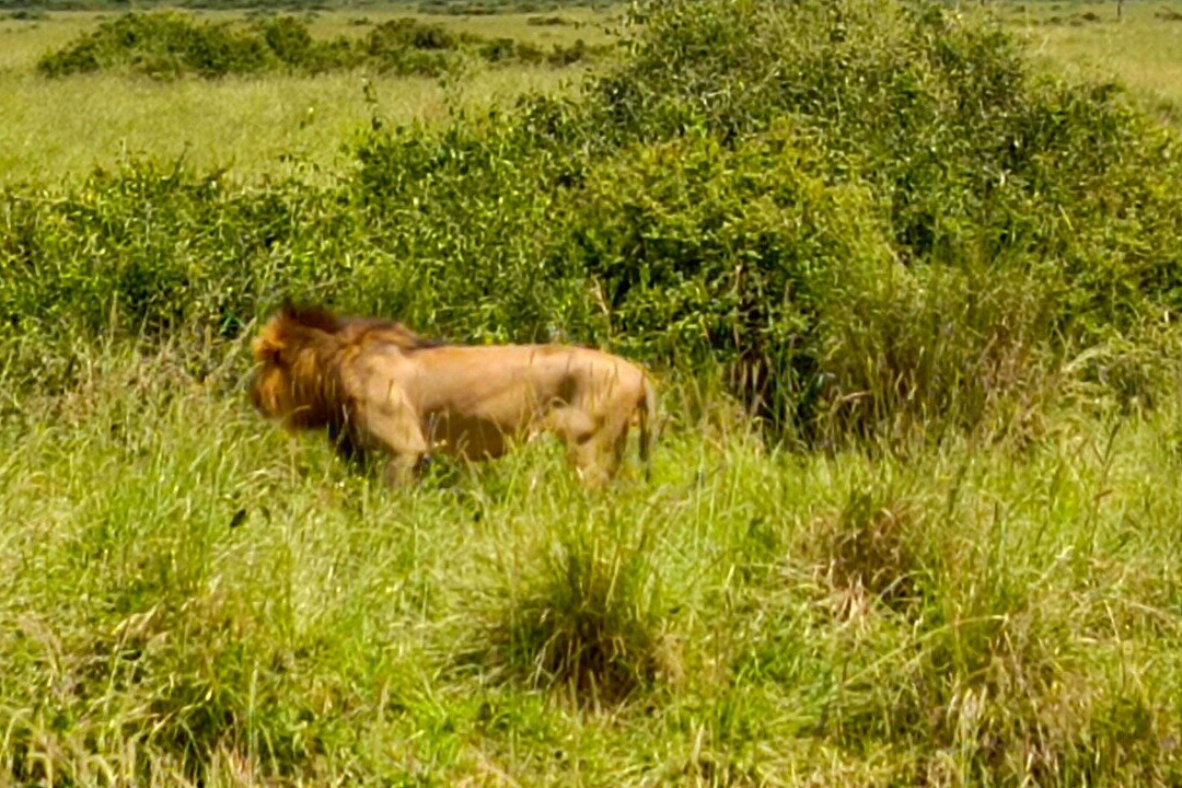 Avadan Safaris Ltd-内罗毕必去景点