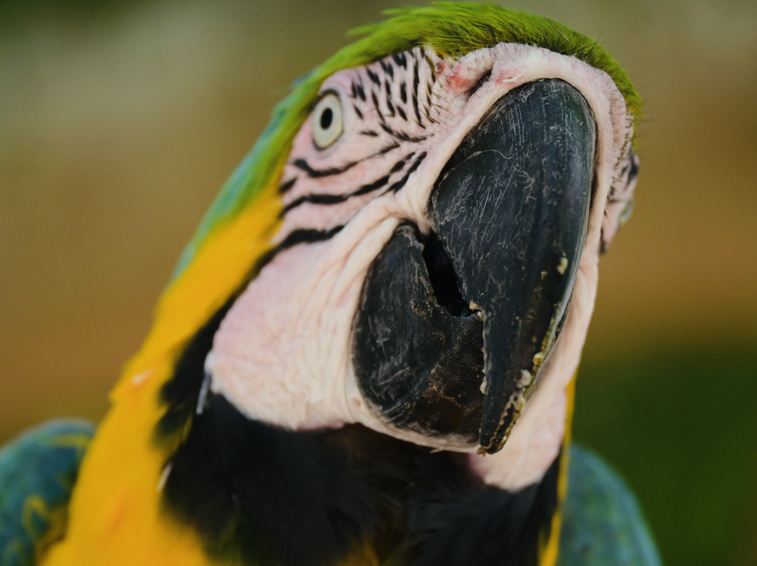 El Encanto de Guanapalo Reserva Natural-San Luis de Palenque必去景点