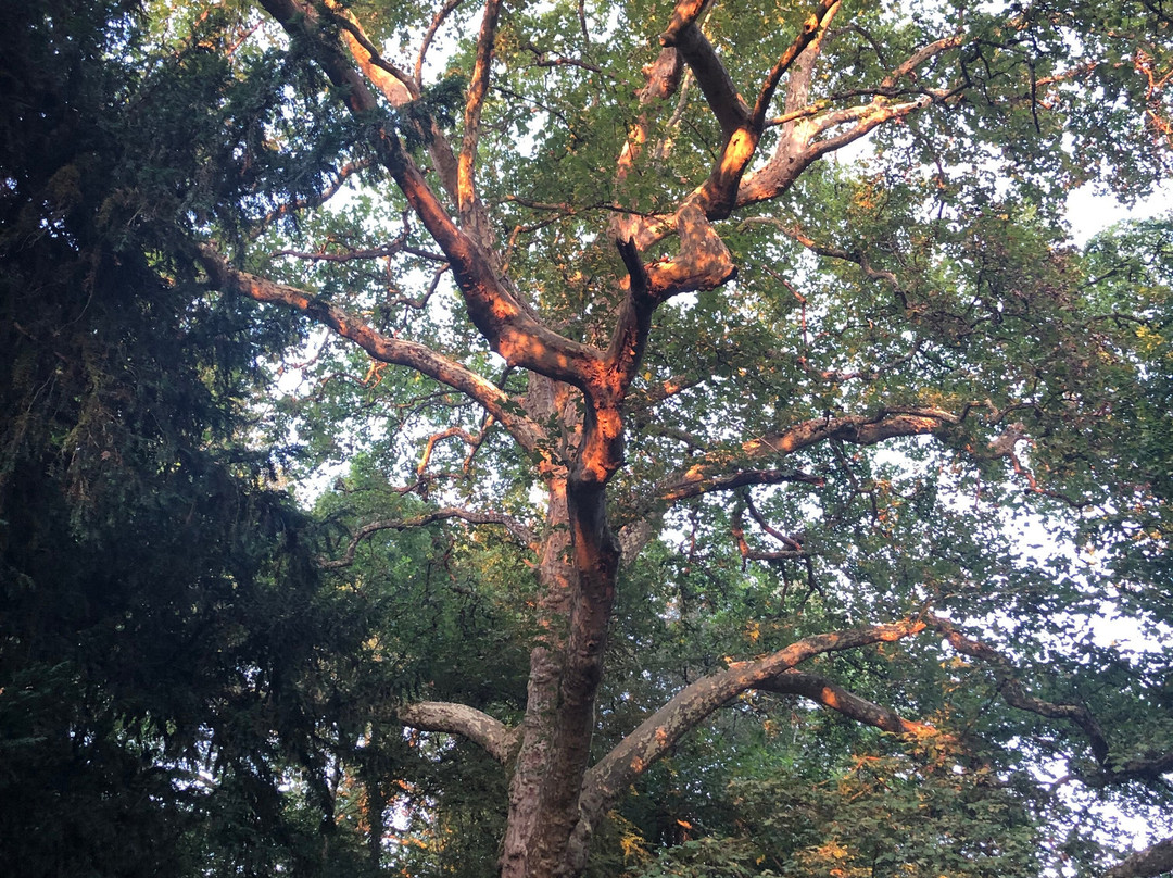 Site De Peyrassoulat-Cheronnac必去景点